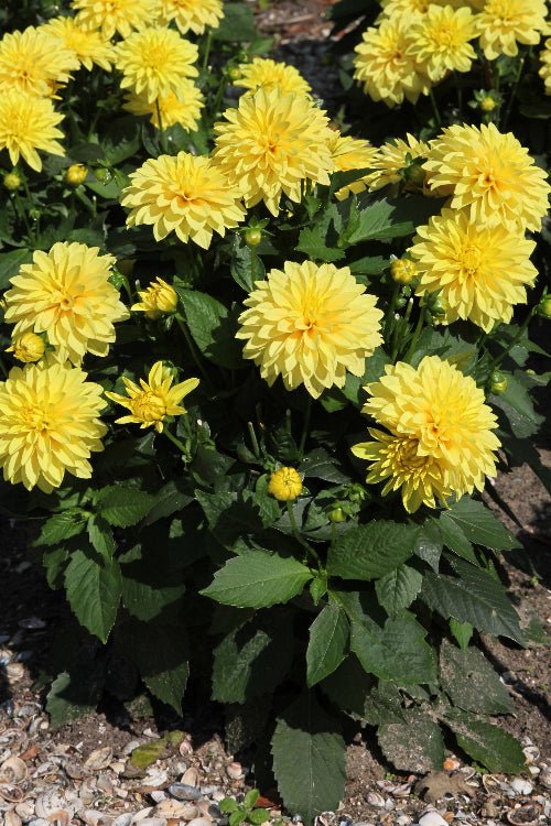Dahlia - Cezanne