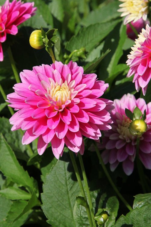 Dahlia - Rembrandt