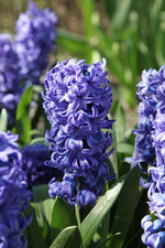 Hyacinth - Delft Blue