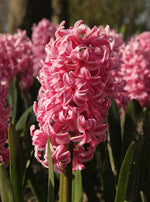 Hyacinth - Pink Pearl