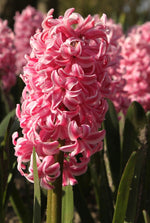 Hyacinth - Fondant