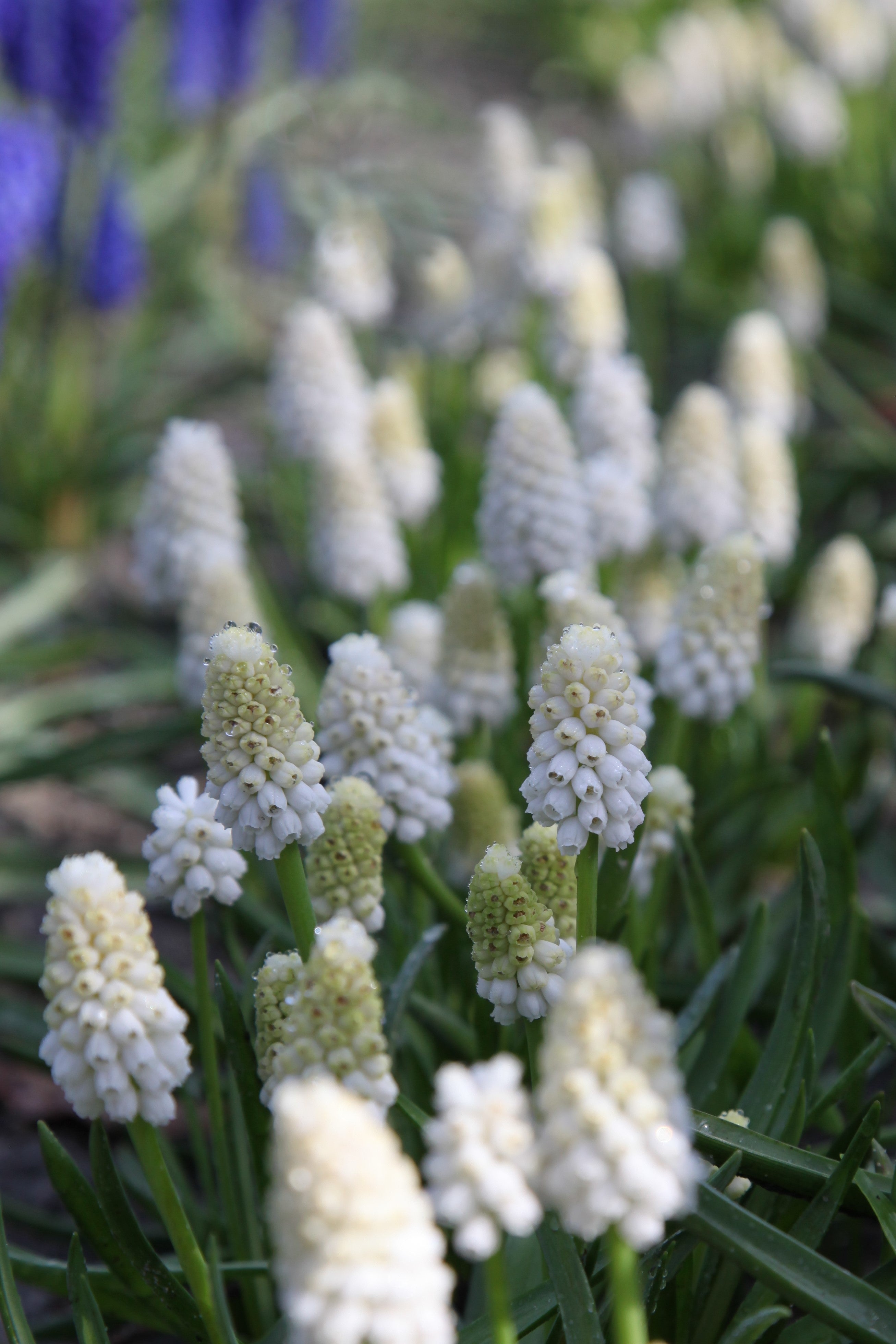 White Magic Grape Hyacinth: ethereal white little blooms enchanting spring gardens