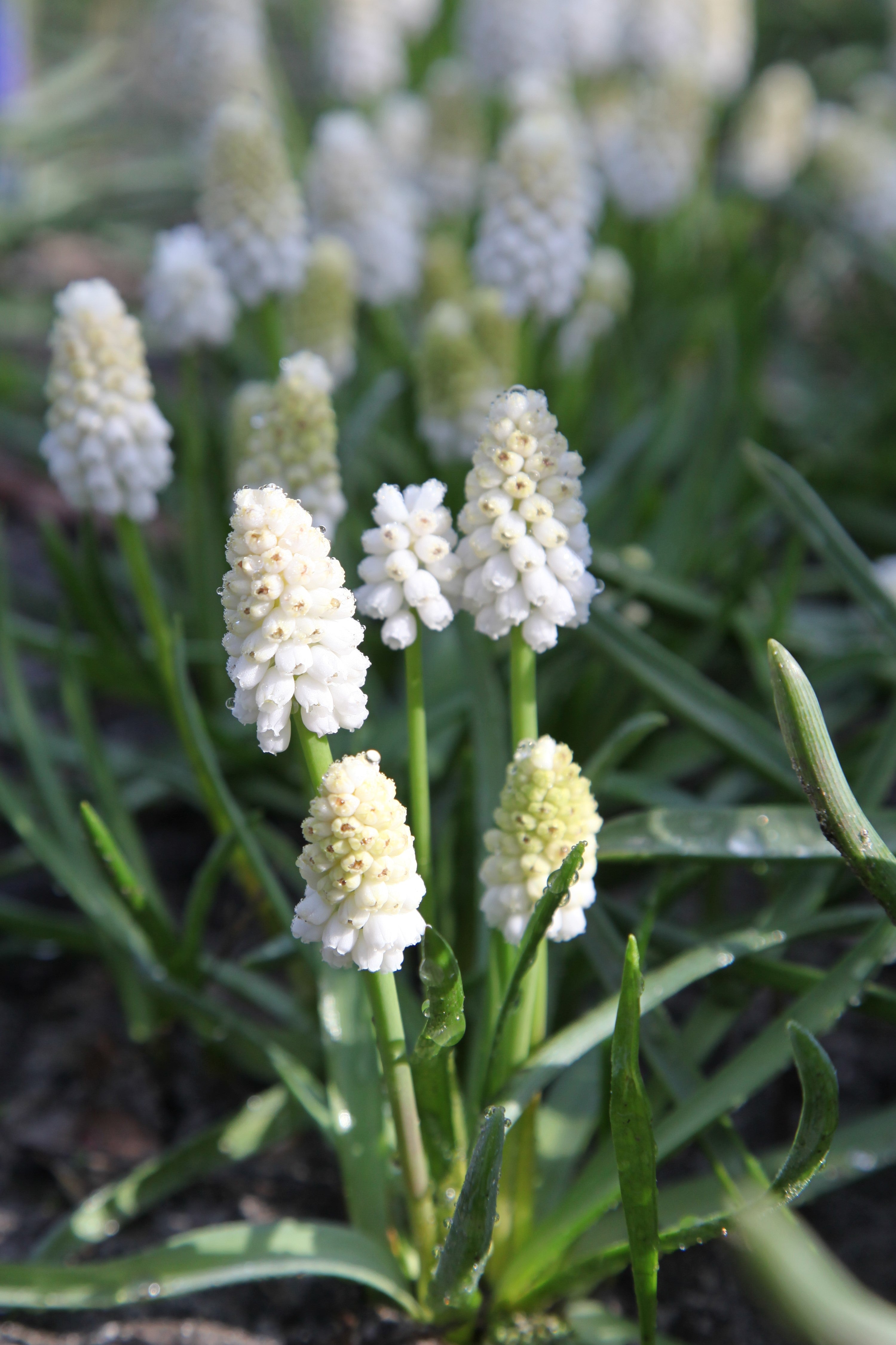 Delicate White Magic Grape Hyacinth: snowy blossoms transform landscapes gracefully.