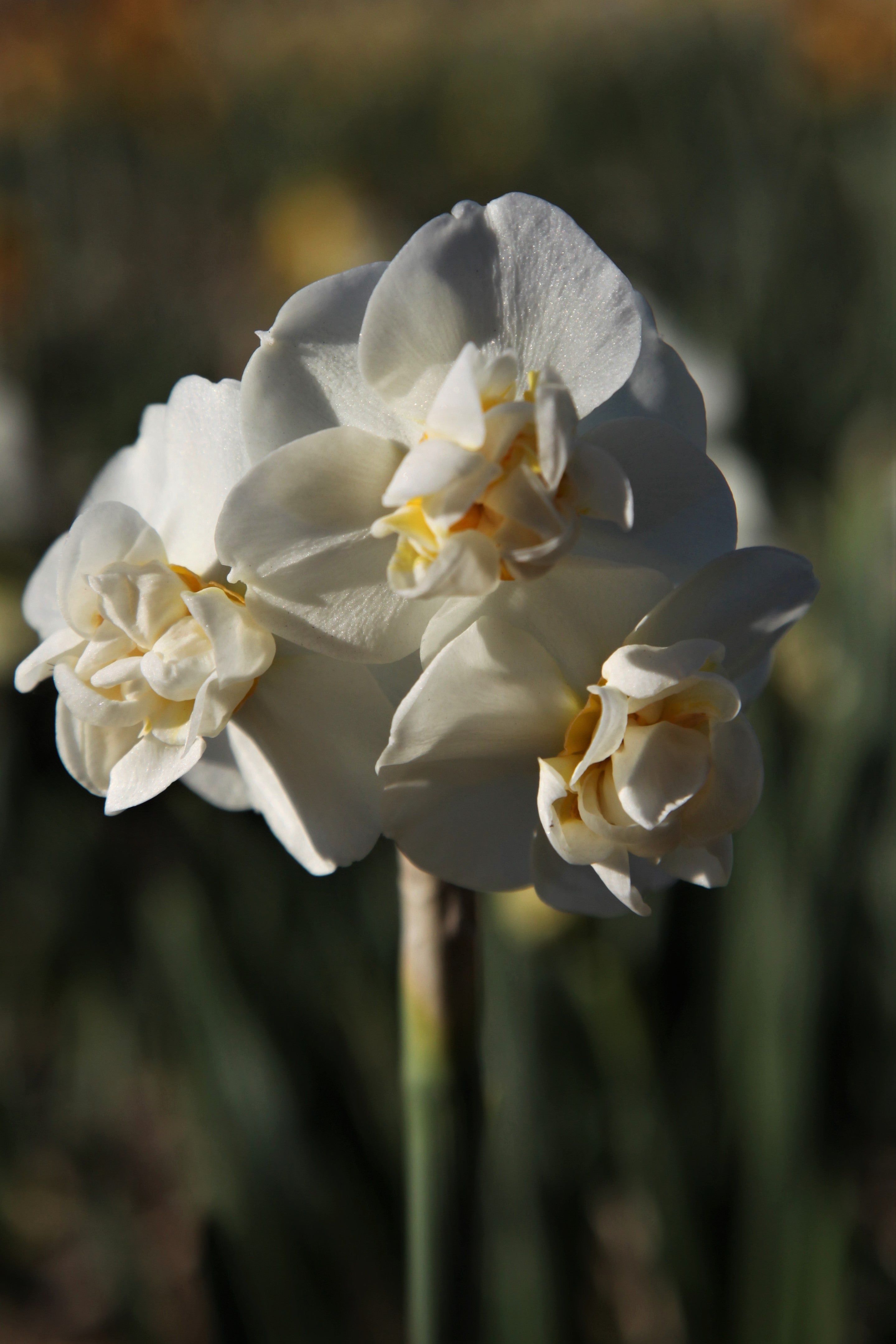 Daffodil Cheerfulness has pristine white petals and a ruffled heart