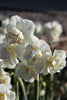 Delightful daffodils spreading smiles with their cheerful white blossoms