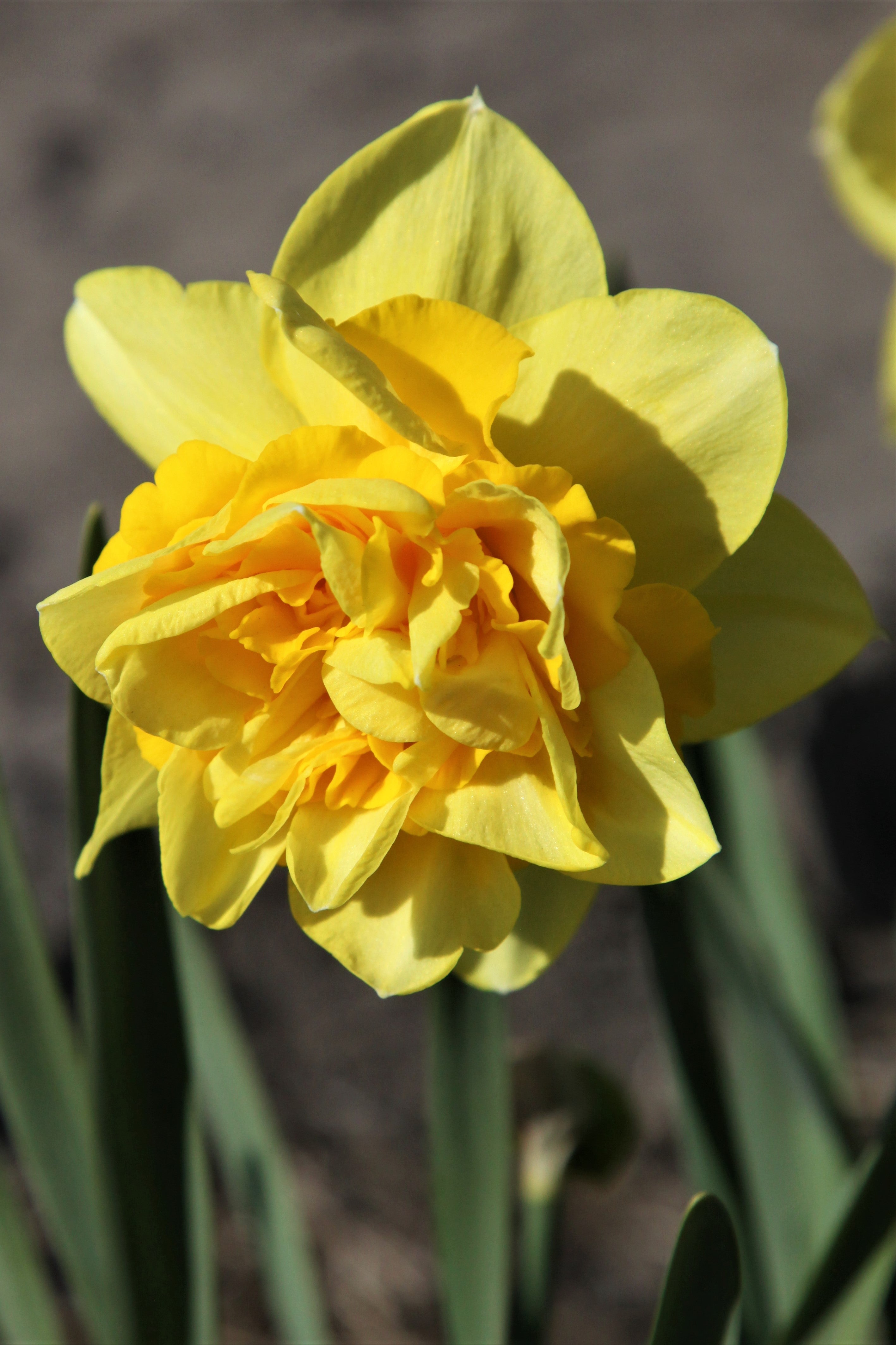 Close-up of Daffodil dick wilden with yellow-orange petals