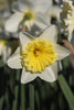 Close-up of daffodil ice follies with white petals and yellow cup