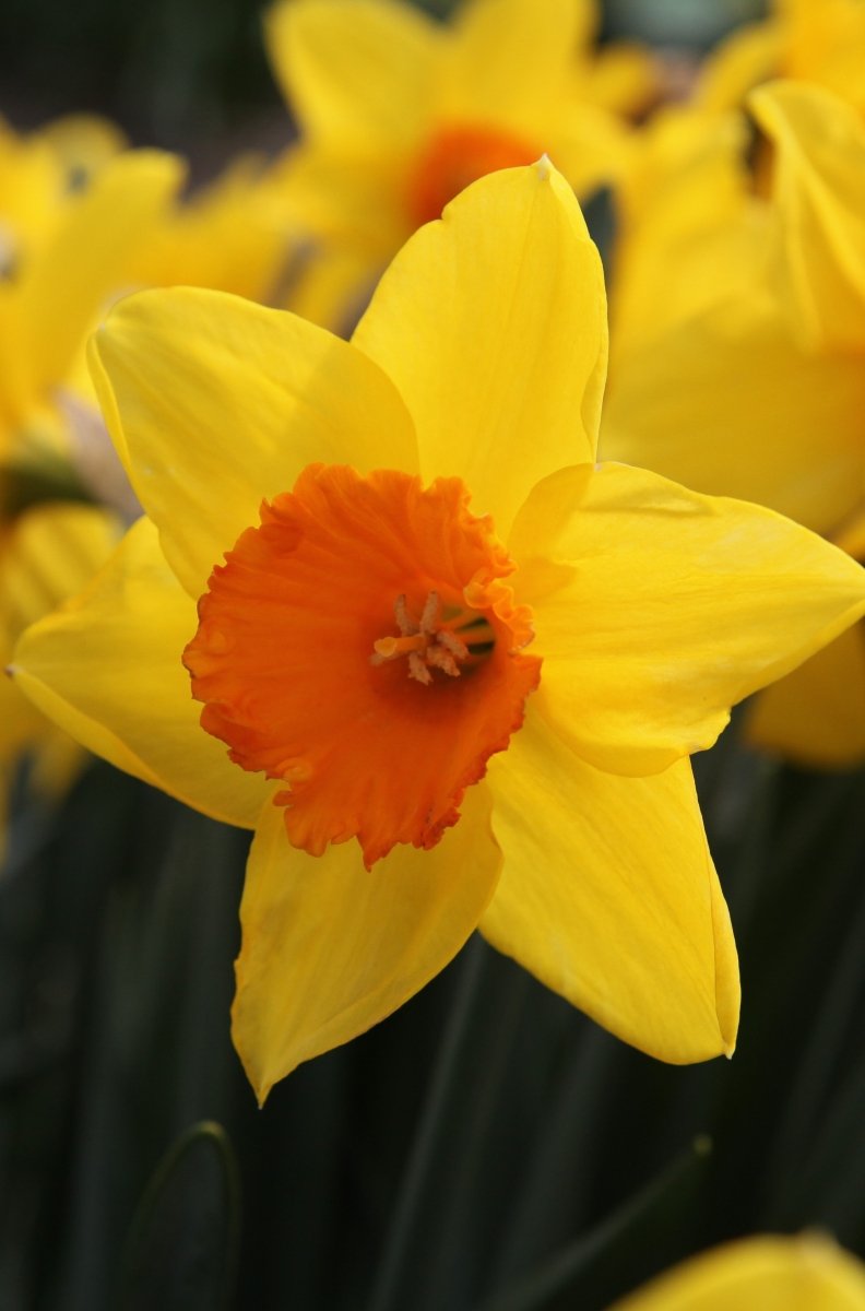 Daffodil - Bright Corsage