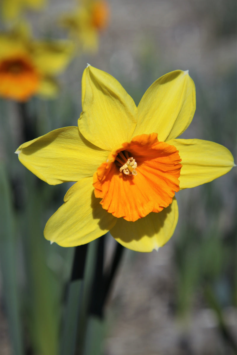 Daffodils - Beautiful but Potentially Toxic