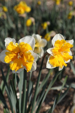 Daffodil - Orangery