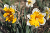 Radiant Orangery daffodil blossoms heralding the arrival of spring
