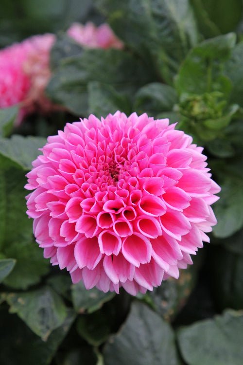 Dahlia - Jan van Schaffelaar