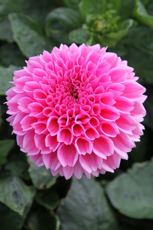 Dahlia - Jan van Schaffelaar