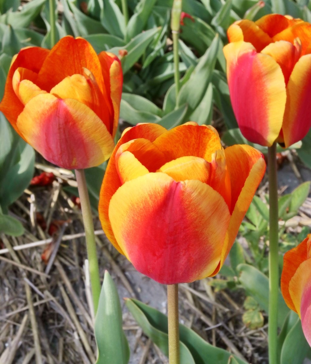 Tulip - Apeldoorn Elite