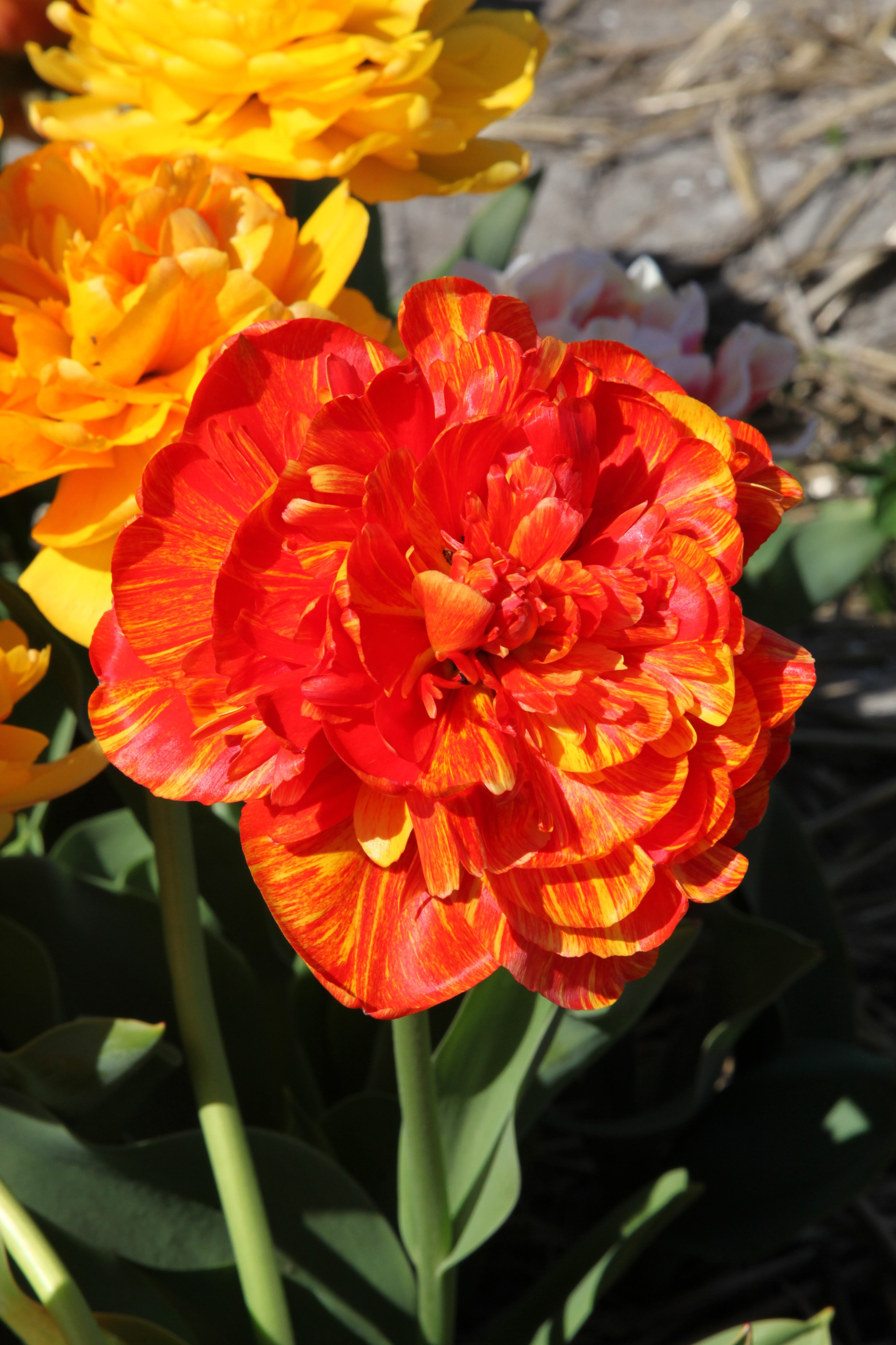 Sunlover, a stunning double late tulip with radiant red and yellow blooms
