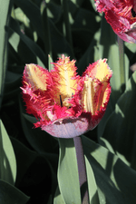 Tulip - Colour Fusion