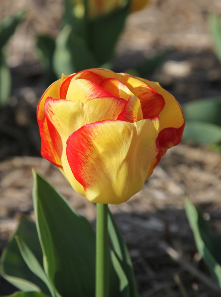 Tulip - Outbreak