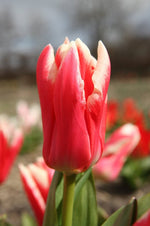 Tulip - Pirand Emperor