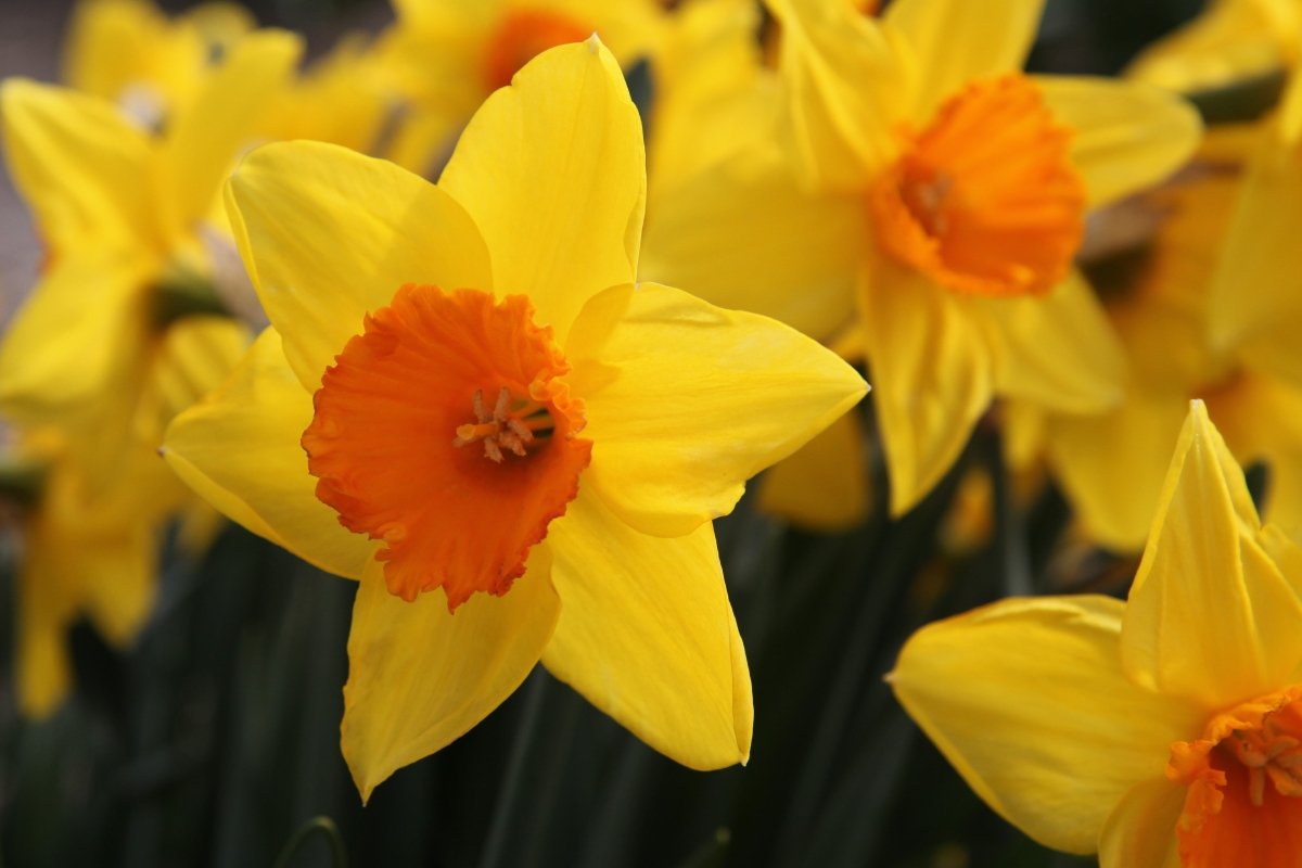 Daffodil - Bright Corsage