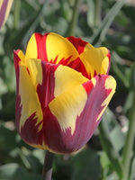 Tulip - Helmar