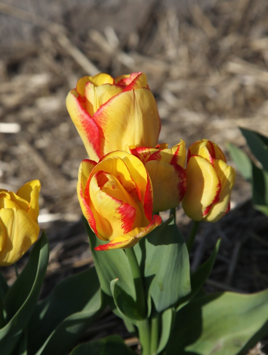 Tulip - Outbreak