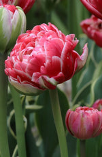 Tulip - Aveyron