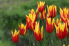 A captivating tulip with elegant lily-shaped blooms in a fiery display