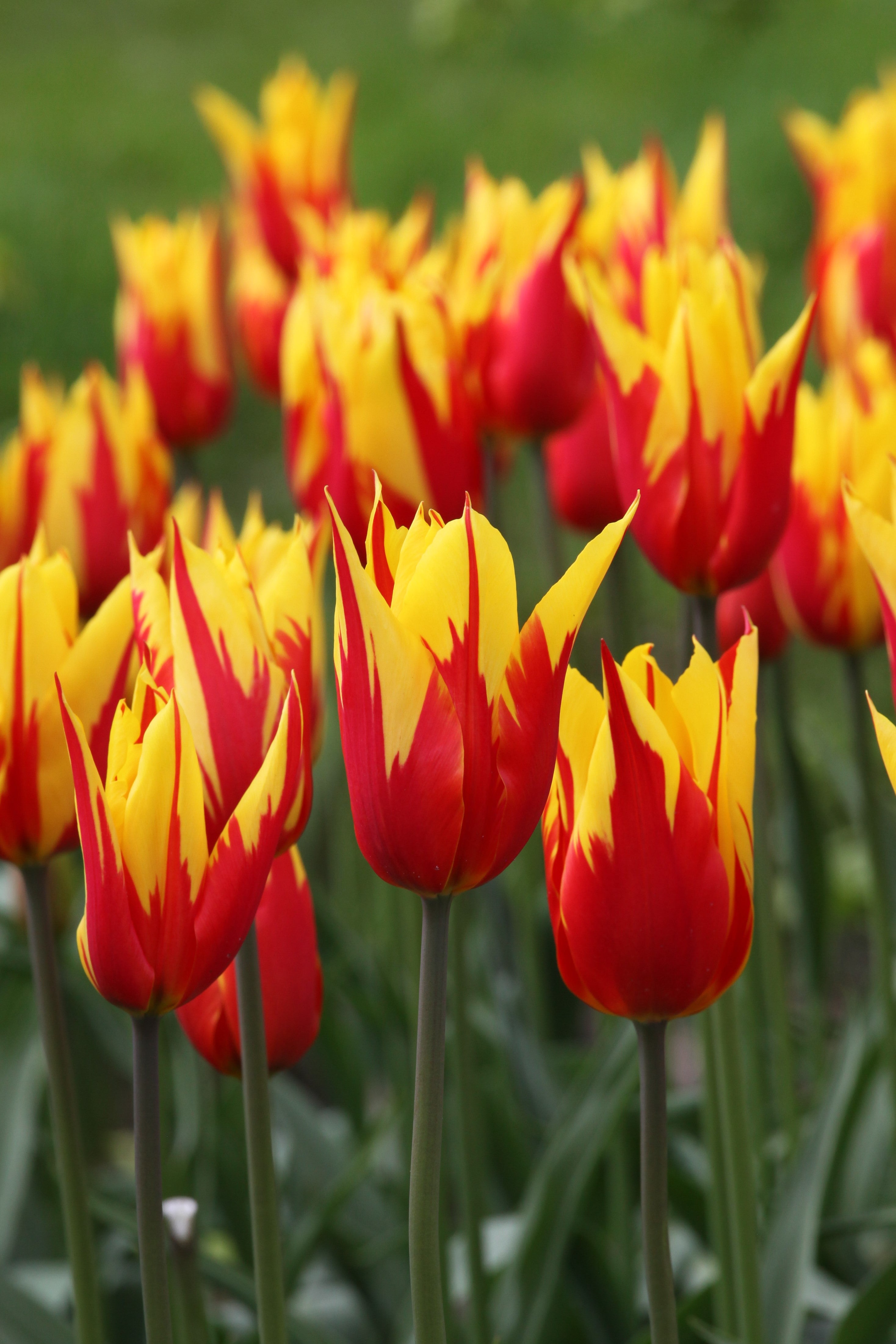 Lily flowering tulip Firework has fire red with yellow pointed petals