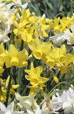 Daffodil - Sunlight Sensation