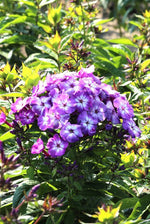 Phlox - Younique Old Blue