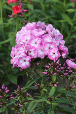 Phlox - Younique Old Pink