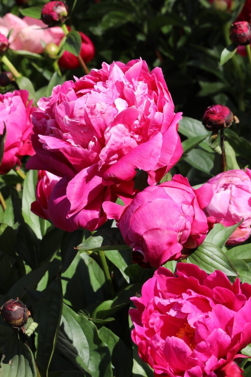 Peony - Red Sarah Bernhardt