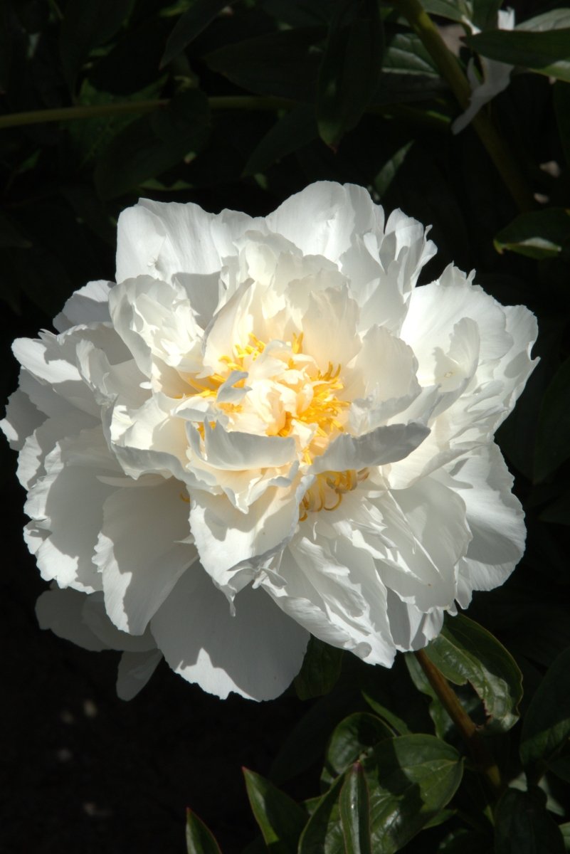 Peony - Bowl of Cream