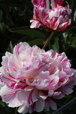 Peony - Candy Stripe