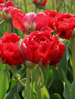 Tulip - Bombastic Red