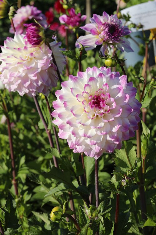 Dahlia - El Paso