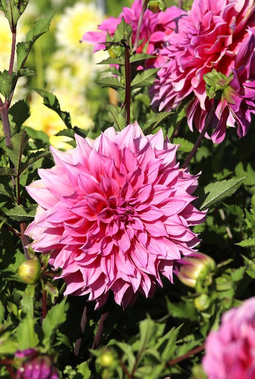lavender dahlia flower Lavender Perfection