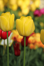 Tulip - Yellow Angel