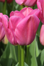 Tulip - Purple Pride