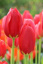 Tulip - Keep on Smiling