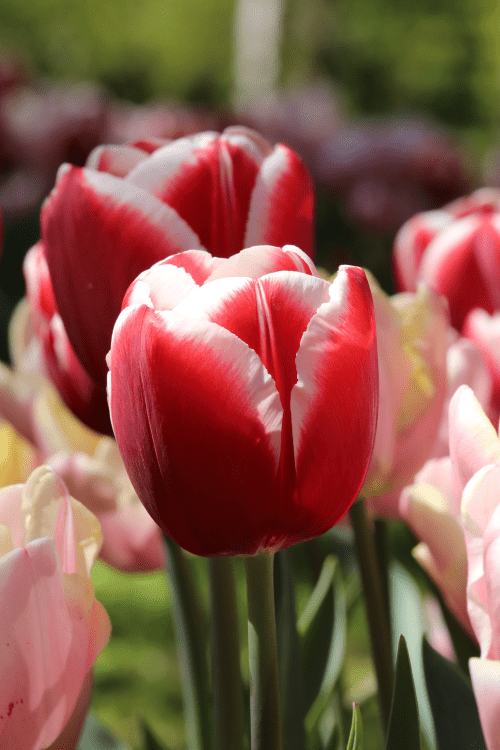Tulip - Holland America
