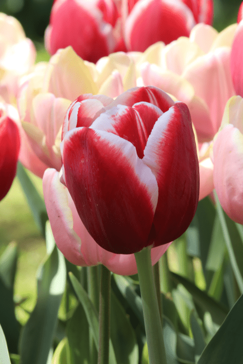 Tulip - Holland America