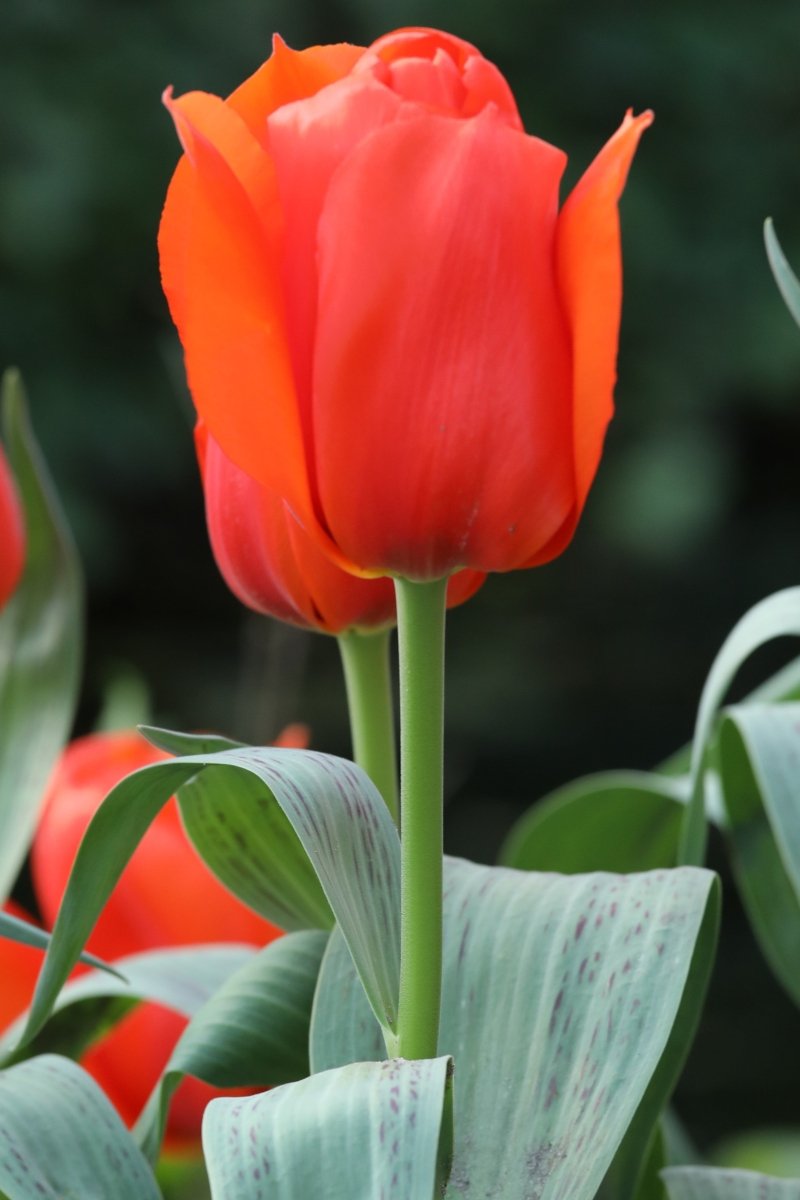 Tulip - Giant Orange Sunrise