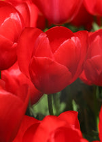 Tulip - Red van Eijk