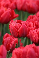 Tulip - Red Foxtrot