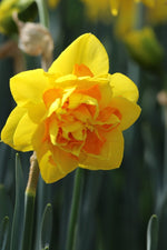 Daffodil - Le Torche