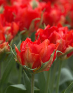 Tulip - Love Valley