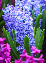 Hyacinth - Aqua