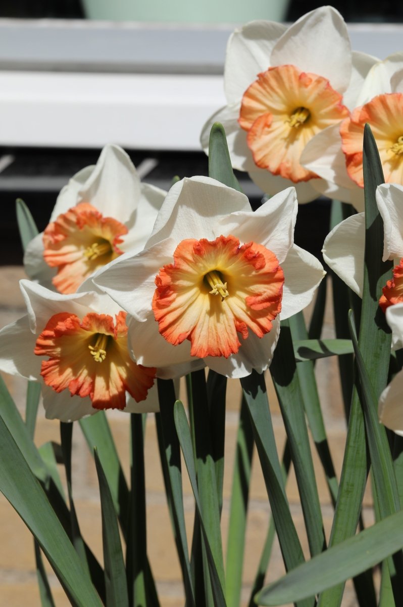 Daffodil - Pink Bomb