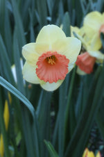 Daffodil - Color Magic